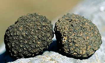 tartufo da assalto scorzone