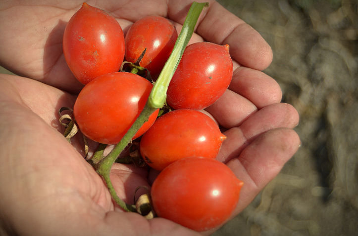 pomodoro semi dry dell'azienda agricola paglione