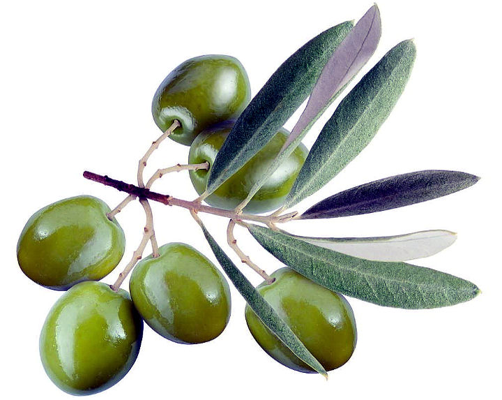 qualità dell'olio ramo e olive