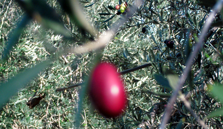 Olio Extravergine LuMè oliva