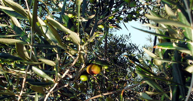 Olio Extravergine LuMè olive