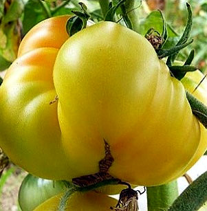 serena manzoni pomodoro 2