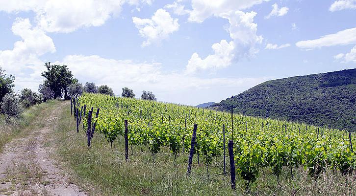 Primalaterra Cilento Aglianico 2013 vigna