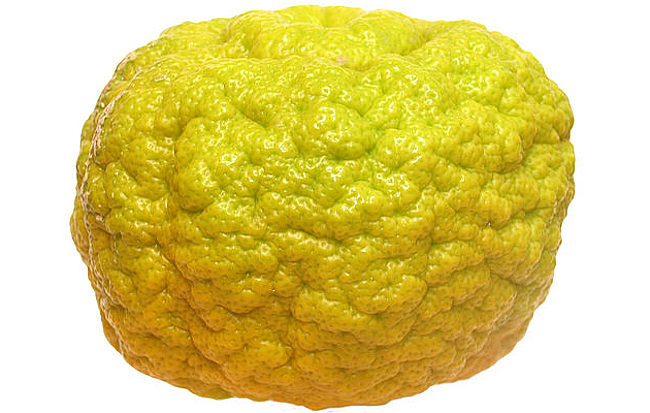 Pompia buccia