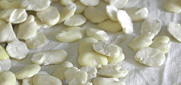 la fava secca e il canguro fave bianche