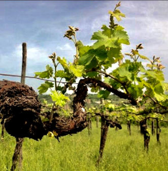 Gaia 2014 Cantina Giardino vigne