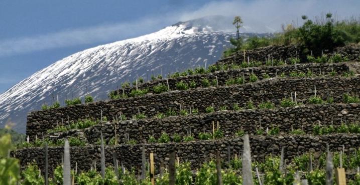 MUNJEBEL 2014: L’ESSENZA DEL MUNGIBEDDU vigne