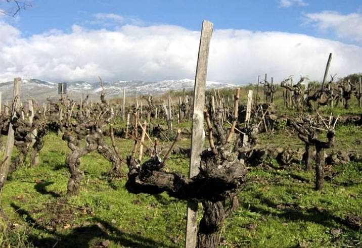 MUNJEBEL 2014 viti