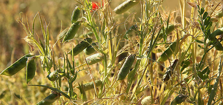 Maracuoccio piante