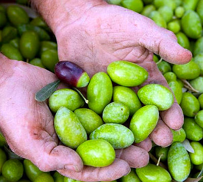 la più bella sei tu olive
