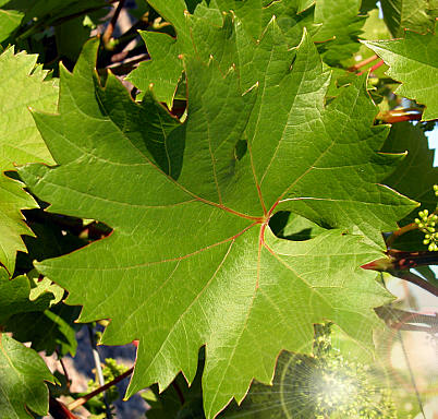 villard blanc leaf