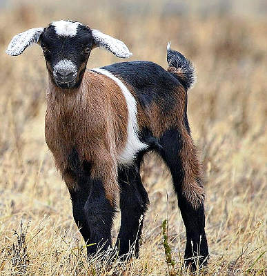 Un capretto a cena capretto in campagna