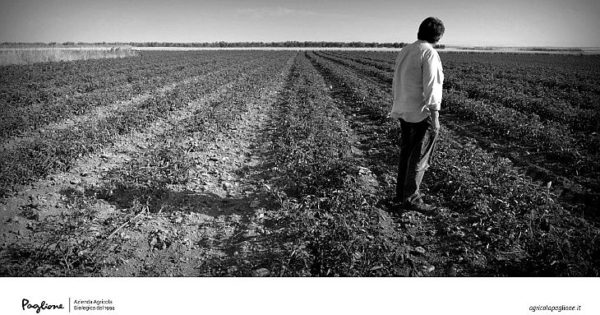 mania agricola paglione lucera Beniamino Faccilongo