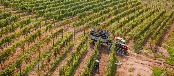 Vespolina in purezza filari di vespolina durante la vendemmia