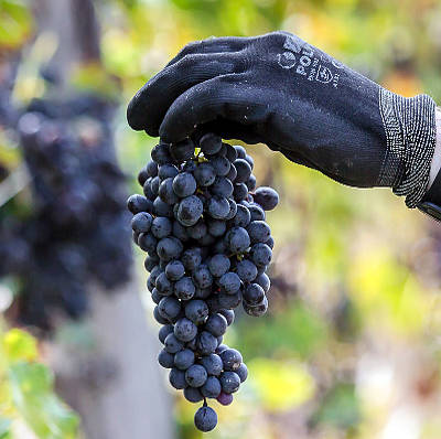 Vespolina in purezza grappoli vendemmia