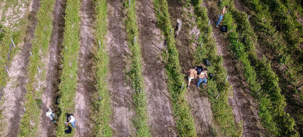 Vespolina in purezza vista vigne dall'alto