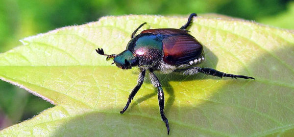 Cinghiolo popilia japonica donatello rinaldi