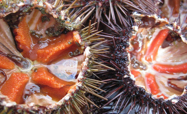 ricci di mare aperti pronti da mangiare serena manzoni