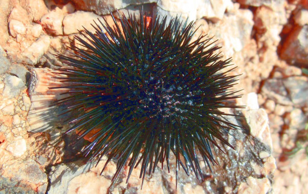 ricci di mare sulla roccia serena manzoni