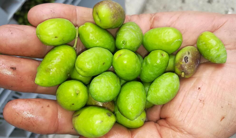 il buon olio del mio piccolo oliveto olive in primo piano