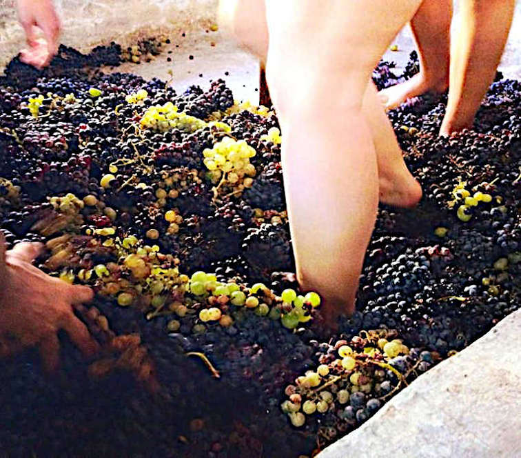 Perchè bevo vino naturale vendemmia con i piedi