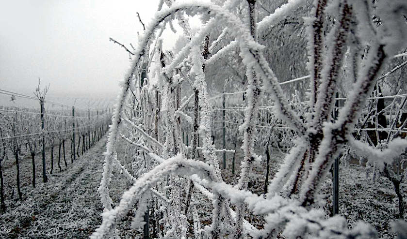 Perchè bevo vino naturale vigna gelata