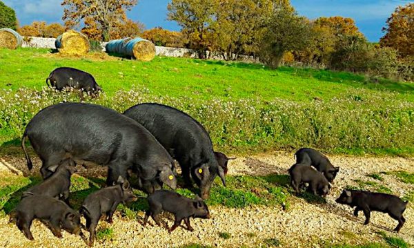 salumi martina franca maiali neri pugliesi in libertà