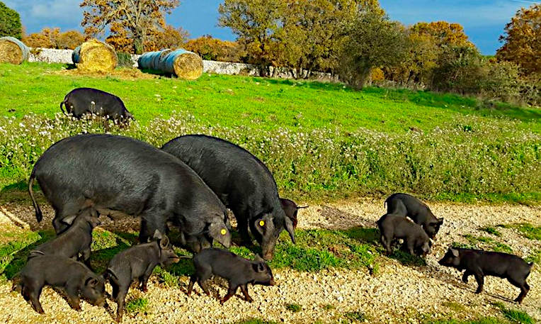 salumi martina franca maiali neri pugliesi in libertà