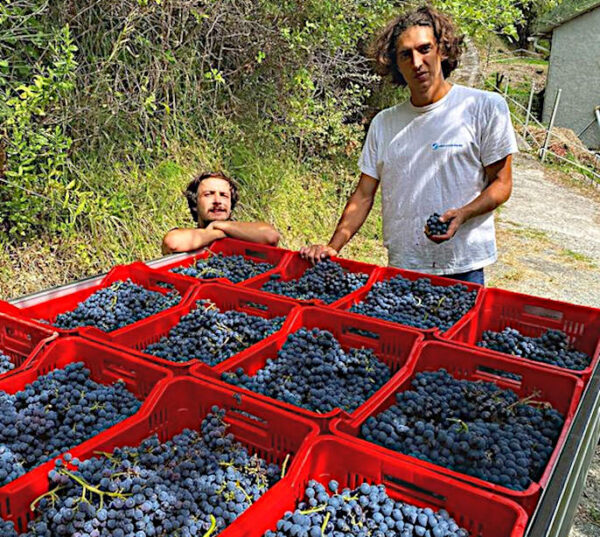 Cantine Mortola sestri levante Molto nero uve pronte per la vendemmia