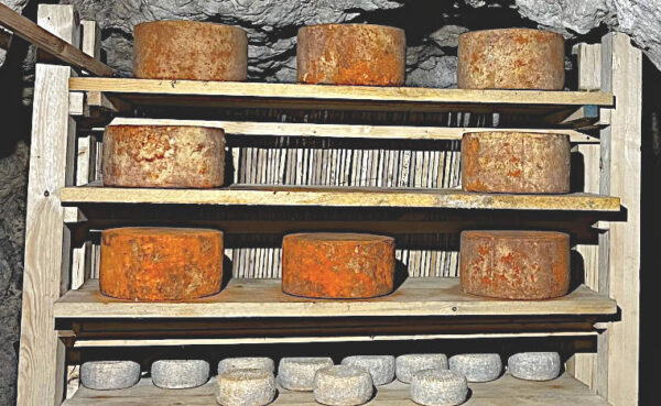 Grana di pura pecora Rocca Calscio forme in stagionatura e affinamento Taberna Imperiale