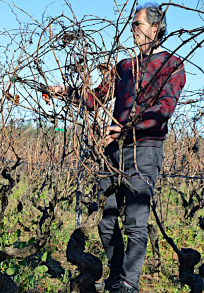 Azienda agricola San Ruggiero Barletta potatura delle vigne