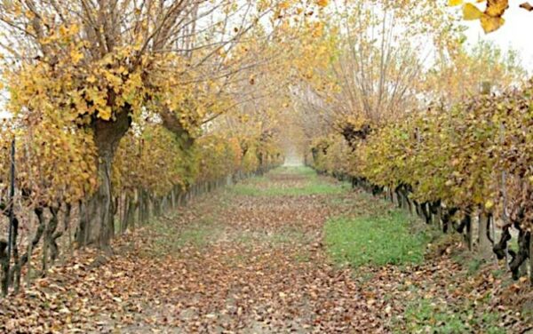 vini delle sabbie