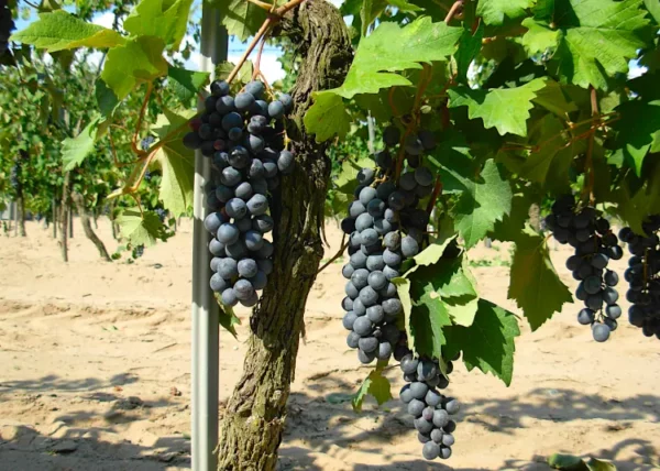 vini delle sabbie