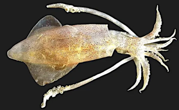 pesce surgelato nei ristoranti