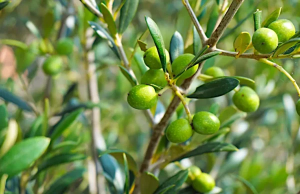 Olive verdi non invaiate su ramo, potenziale olio extravergine