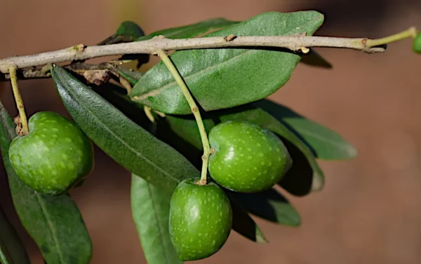 Ulivo con olive verdi in fase di maturazione