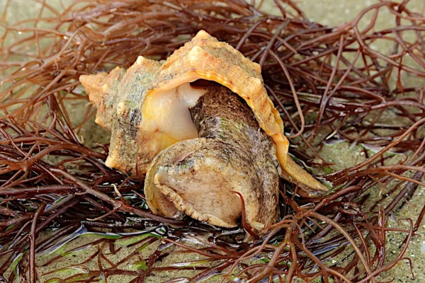 Bolinus brandaris, murice spinoso chiamato anche sconciglio