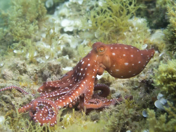 Polpessa Callistoctopus macropus, differenze tra polpo moscardino e polpessa