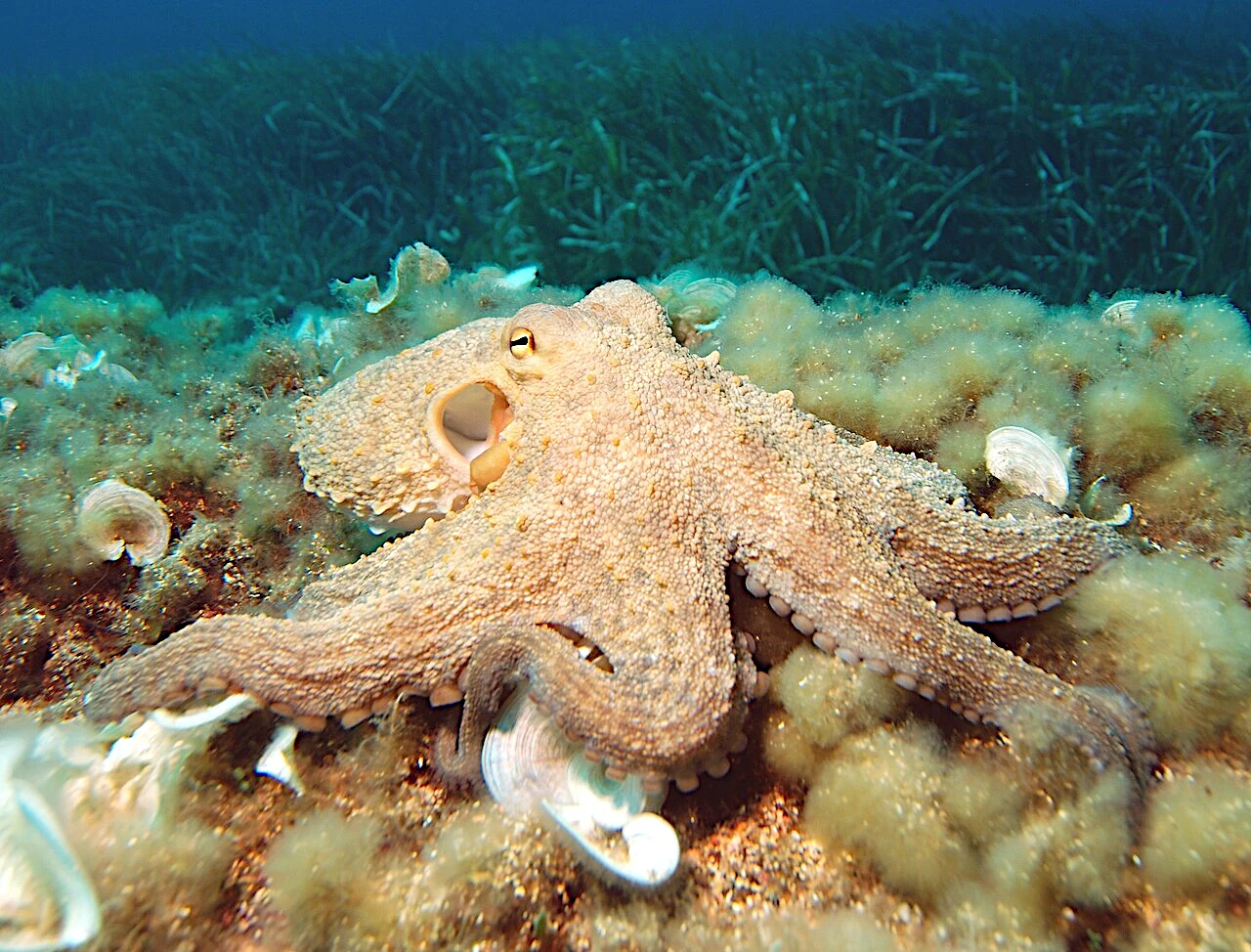 Polpo comune Octopus vulgaris