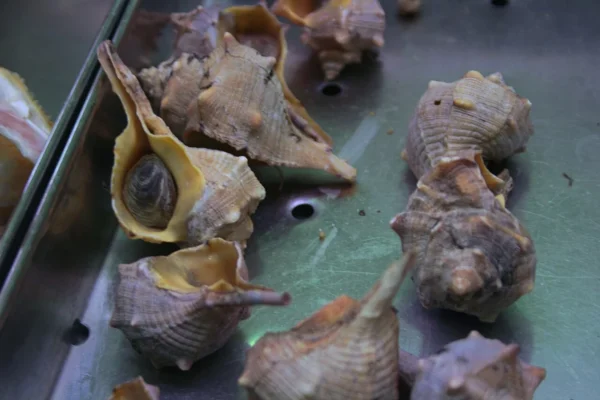 Sconcigli Bolinus brandaris, murici utilizzati in cucina