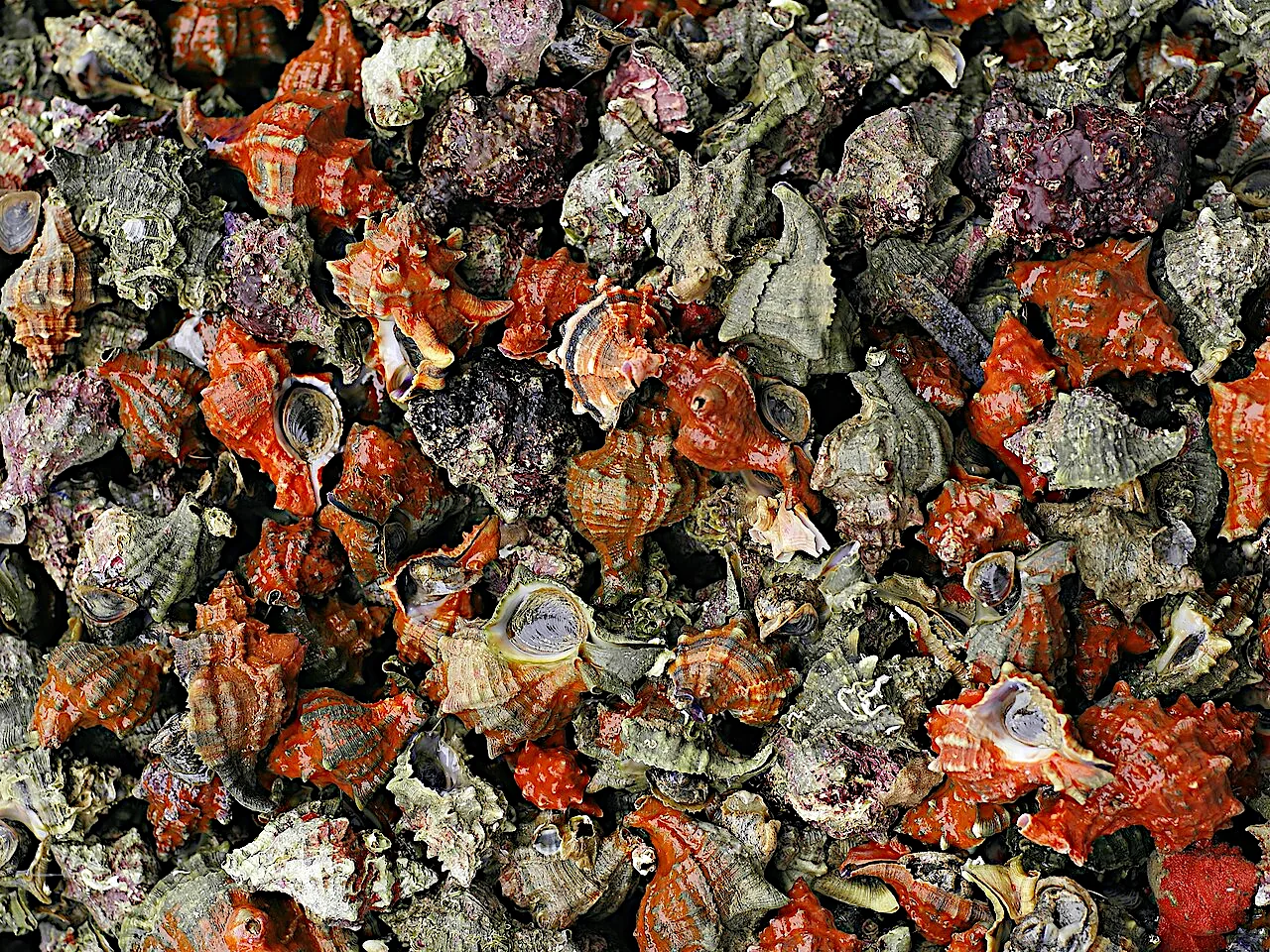 Sconciglio Hexaplex trunculus, murice della cucina napoletana