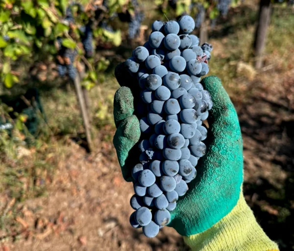 Grappolo durante la vendemmia a Taurasi Grappolo d'uva durante la vendemmia a Taurasi