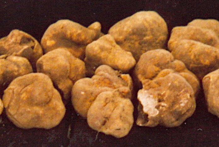 Tartufo bianco pregiato (Tuber magnatum), esemplari raccolti a San Miniato